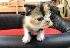 エキゾチックショートヘア【岐阜県・女の子・2020年8月17日・キャリコ】の写真4「めちゃかわ💕」