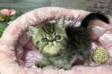 エキゾチックショートヘア【岐阜県・男の子・2021年5月20日・ブラウンタビー】の写真5「めちゃかわ💕」