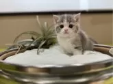マンチカン(長足)【岐阜県・女の子・2024年5月6日・ブルーパッチドタビーホワイト】の写真5「成長楽しみ💕」