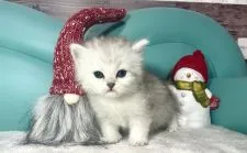 ペルシャ(チンチラ)【岐阜県・女の子・2021年11月26日・シルバー】の写真5「かわいい💕」