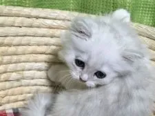 ペルシャ(チンチラ)【岐阜県・女の子・2015年12月11日・シルバー】の写真5「かわいい〜」