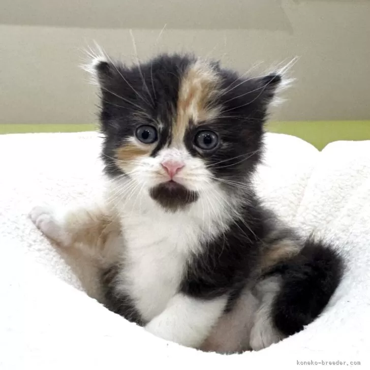 ID：2507-00645の子猫