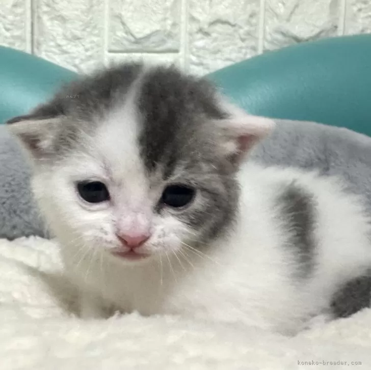 マンチカン(長足)【岐阜県・男の子・2025年10月17日・ブルータビーホワイト】の写真1「将来楽しみ😊」