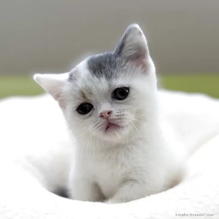 ID：2508-00436の子猫