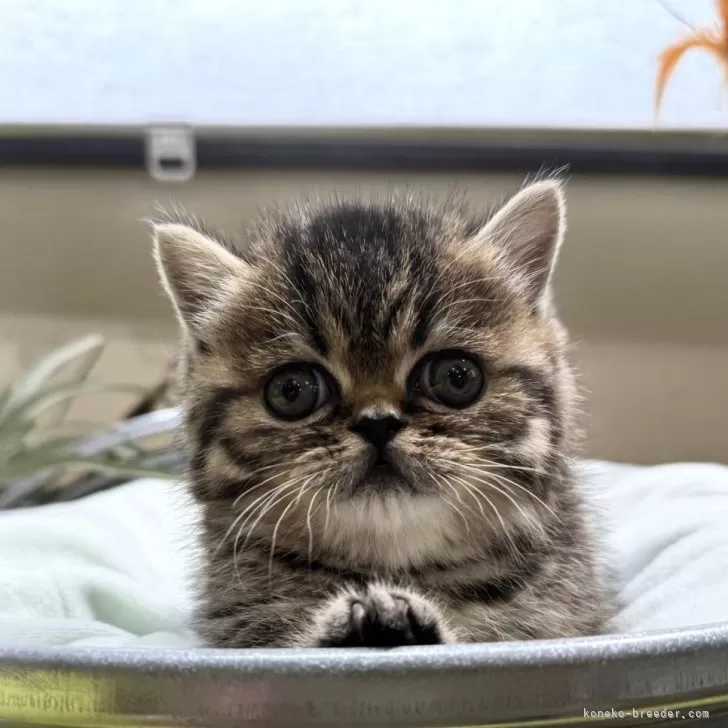 ID:2412-00622の子猫