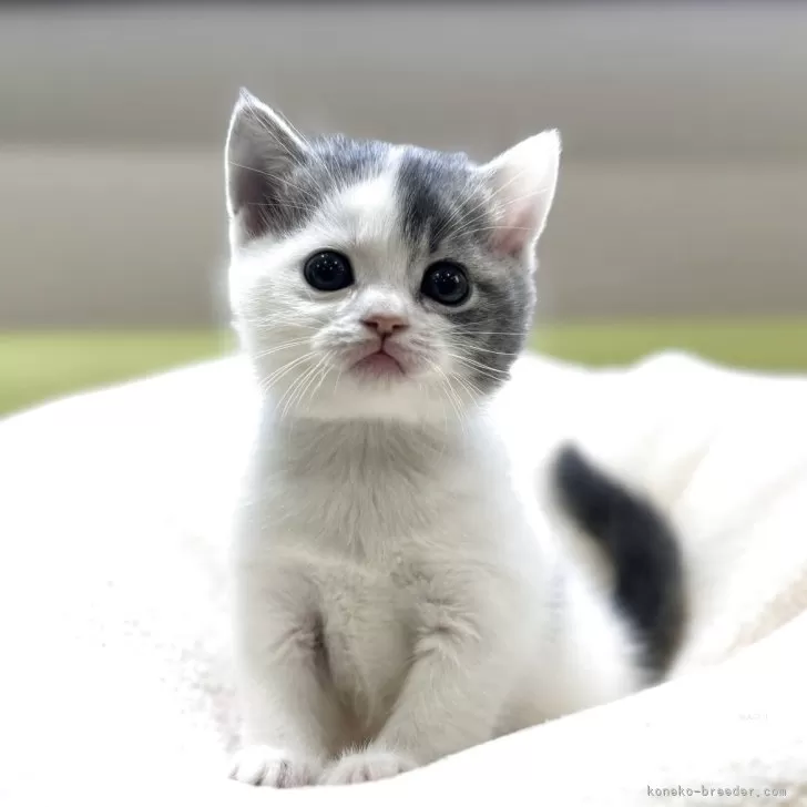 ID：2510-02946の子猫