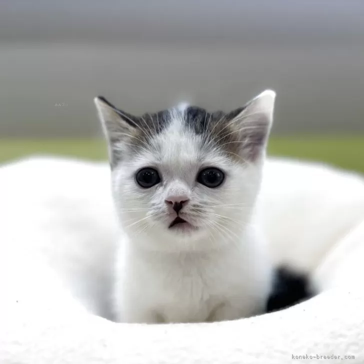 ID:2508-02508の子猫
