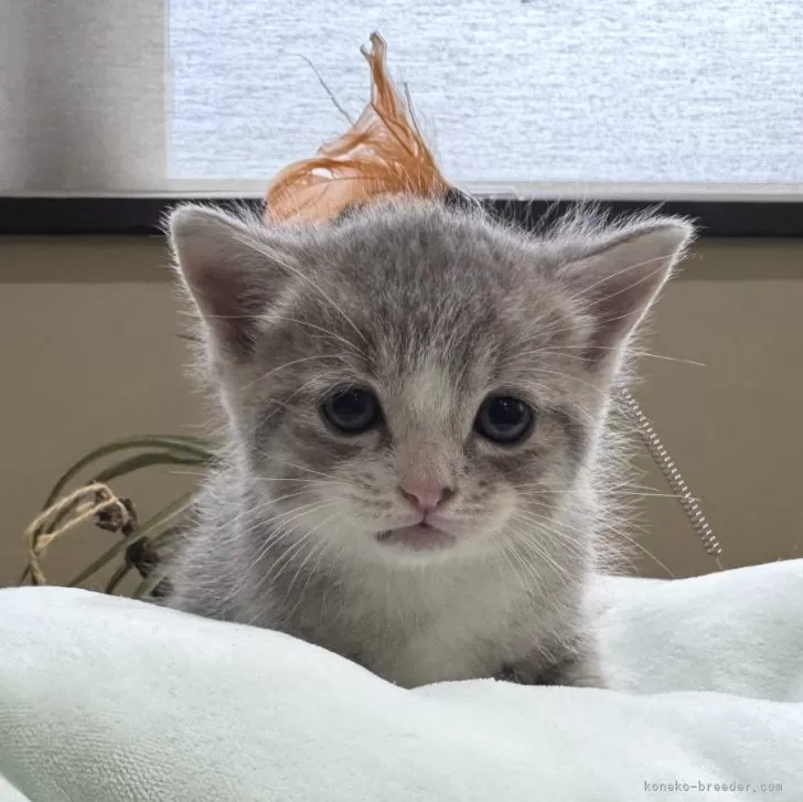 ID：2504-03187の子猫