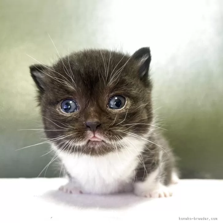 ミヌエット(短足)【岐阜県・男の子・2025年10月18日・ブラック&amp;ホワイト】の写真1「成長が楽しみ🩵」