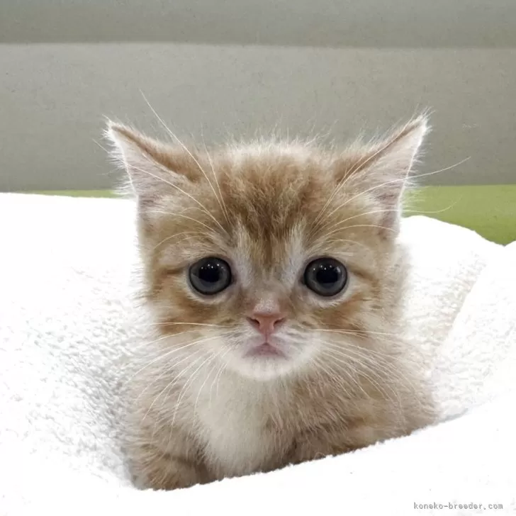 ID:2507-00643の子猫