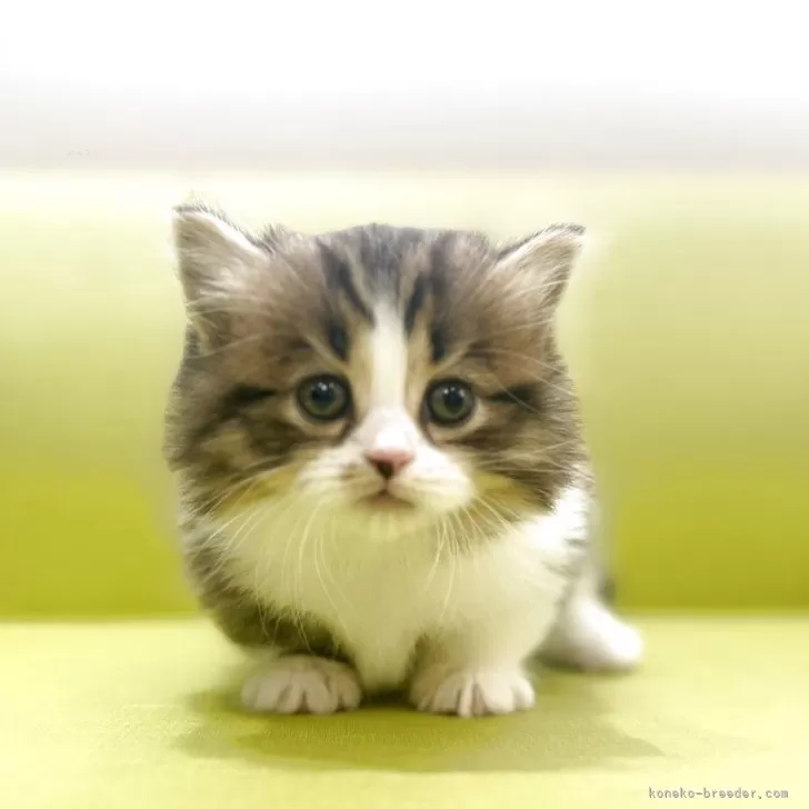 ミヌエット(短足)【岐阜県・男の子・2025年8月22日・ブラウンタビーホワイト】の写真1