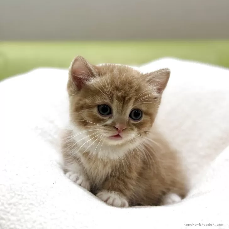 ミヌエット(短足)【岐阜県・女の子・2025年10月17日・レッドタビーホワイト】の写真1「めちゃかわ💕」