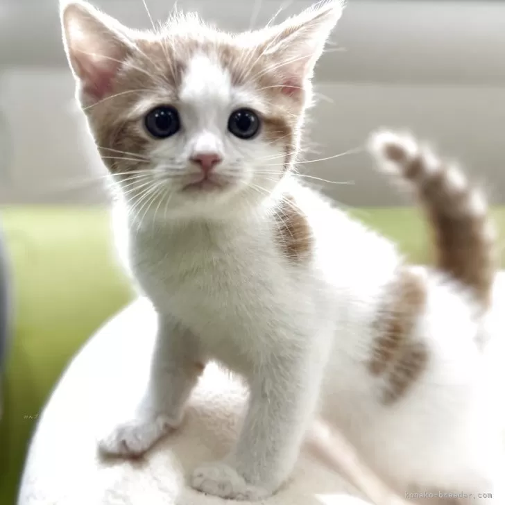 ID：2509-03261の子猫