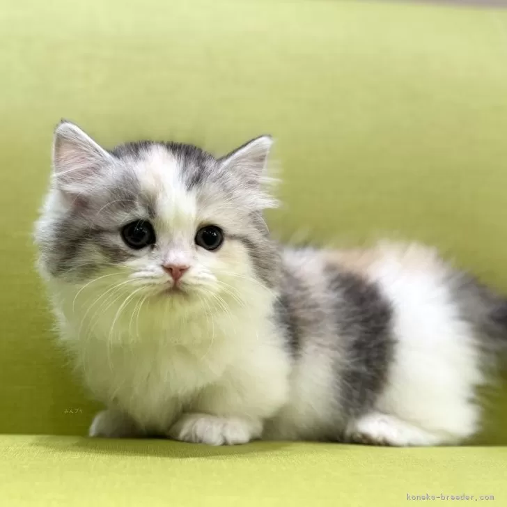 ID：2505-02177の子猫