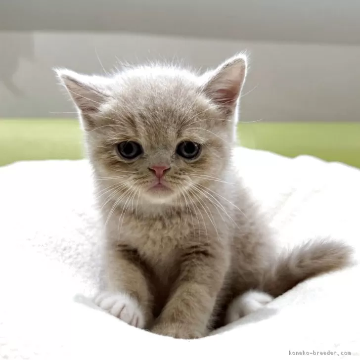 ID：2506-02612の子猫