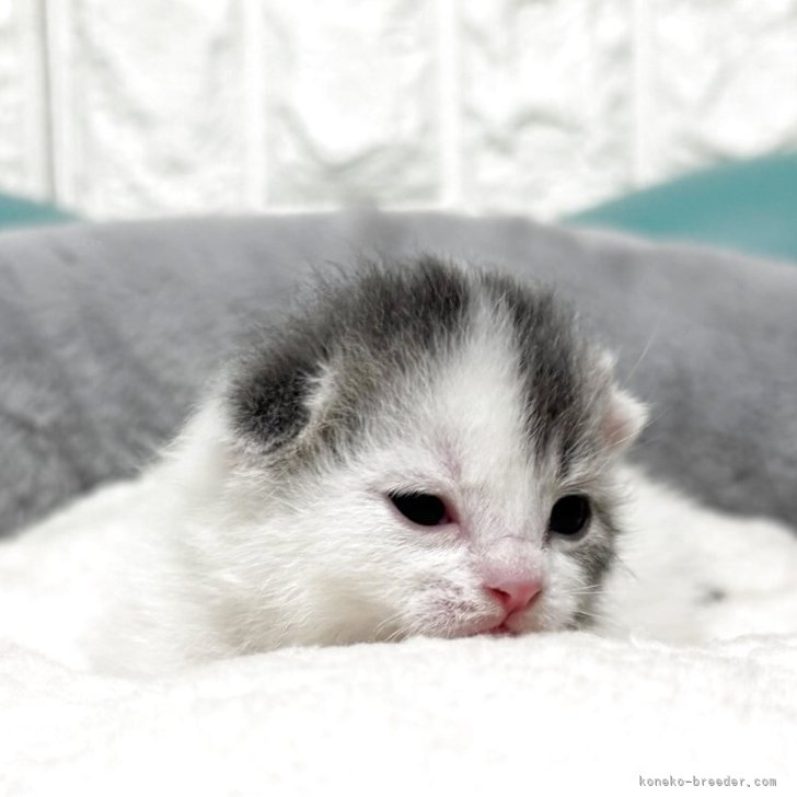 ブリーダー画像