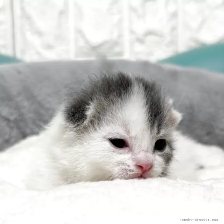 マンチカン(長足)【岐阜県・男の子・2025年10月17日・ブルータビーホワイト】の写真1「将来楽しみ😊」