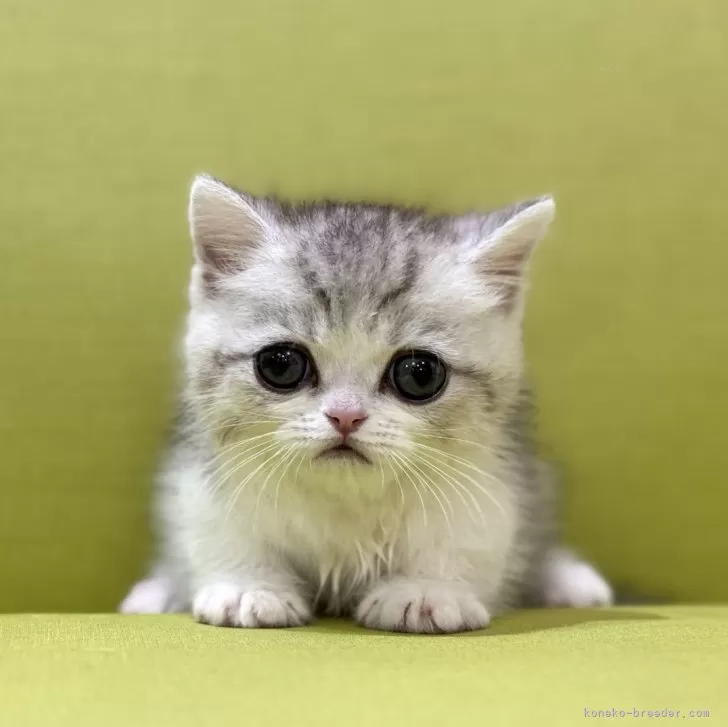 ID：2503-01921の子猫