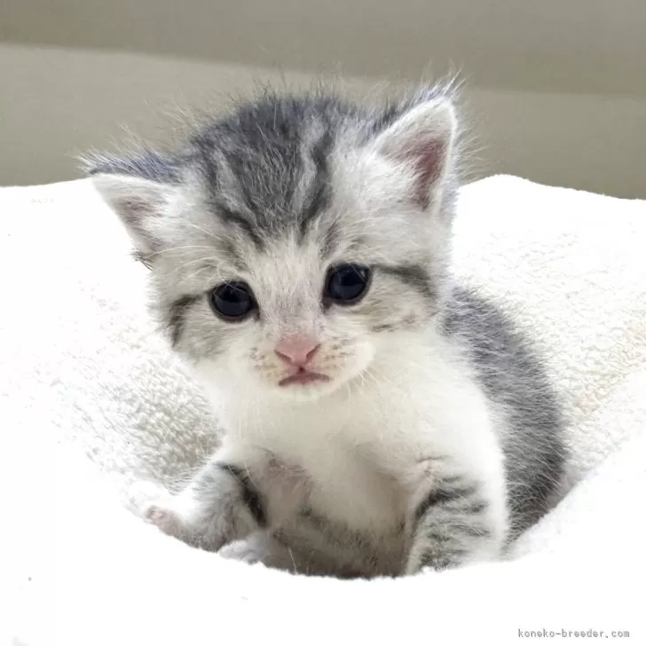 M.N 様のお迎えした子猫