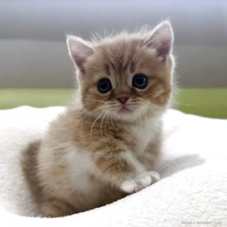 N.G 様のお迎えした子猫