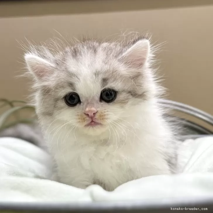 ID：2503-01915の子猫