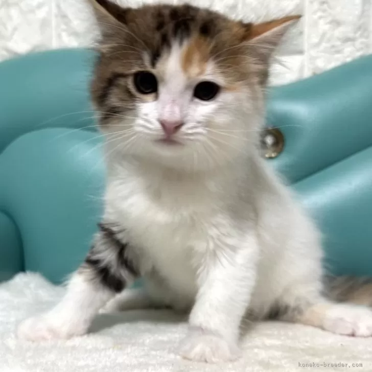 ID：2501-00322の子猫
