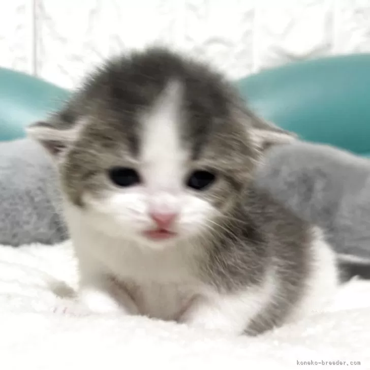 マンチカン(長足)【岐阜県・男の子・2025年10月17日・ブルータビーホワイト】の写真1「将来楽しみな男の子🩵」