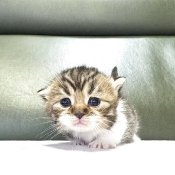 ミヌエット(短足)【岐阜県・男の子・2025年10月18日・ブラウンタビーホワイト】の写真「将来楽しみ🩵」