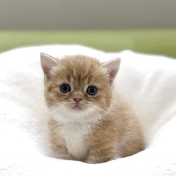 ミヌエット(短足)【岐阜県・女の子・2025年10月2日・レッドタビーホワイト（ショート）】の写真「究極のミヌエット💕極短足✨」