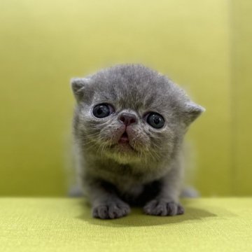 エキゾチックショートヘア【岐阜県・男の子・2025年6月11日・ブルータビー（ショート）】の写真「きれいなカラー🩷」