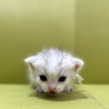 ミヌエット(長足)【岐阜県・男の子・2025年6月13日・シルバータビーホワイト】の写真「めちゃかわ💕」