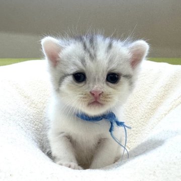 ミヌエット(長足)【岐阜県・男の子・2025年10月3日・シルバータビーホワイト(ショート)】の写真「将来有望💕」