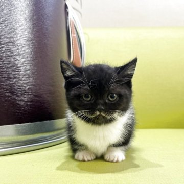 ミヌエット(短足)【岐阜県・男の子・2025年10月18日・ブラック&ホワイト（ショート）】の写真「極短足💫甘えん坊さん💕」