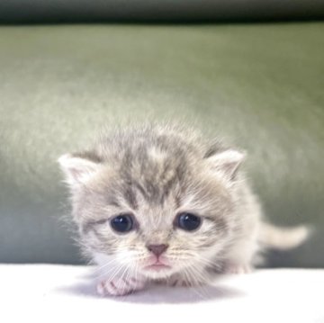 ミヌエット(長足)【岐阜県・女の子・2025年10月18日・ブルーパッチドタビーホワイト】の写真「淡いカラー🩵」