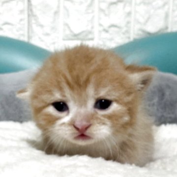 ミヌエット(短足)【岐阜県・女の子・2025年10月17日・レッドタビーホワイト】の写真「極短足❤️‍🔥」