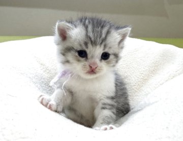 ミヌエット(長足)【岐阜県・男の子・2025年10月3日・シルバータビーホワイト(ショート)】の写真「将来有望💕」