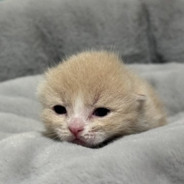 ミヌエット(短足)【岐阜県・男の子・2025年9月1日・クリームタビーホワイト】の写真「人気カラー🩷極短足🩷」