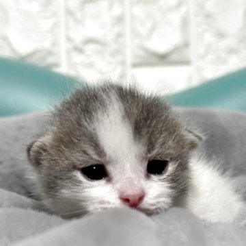 マンチカン(短足)【岐阜県・男の子・2025年8月11日・ブルータビーホワイト】の写真「極短足💕めちゃかわ💕」