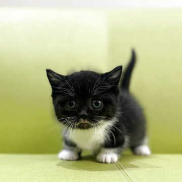 ミヌエット(短足)【岐阜県・男の子・2025年10月18日・ブラック&ホワイト】の写真「魅惑のブラック」