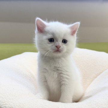 マンチカン(長足)【岐阜県・男の子・2025年10月27日・ホワイト（ショート）】の写真「魅惑のホワイト💕」