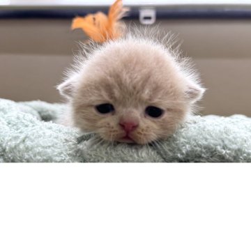 ミヌエット(長足)【岐阜県・男の子・2025年6月8日・クリームタビーホワイト】の写真「淡い人気カラー🩷」