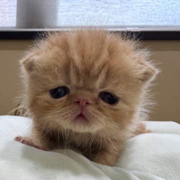 エキゾチックショートヘア【岐阜県・男の子・2025年4月10日・レッドタビー】の写真「かわいい🩷」