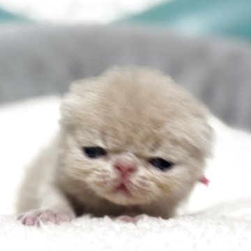 エキゾチックショートヘア【岐阜県・男の子・2025年11月22日・クリームタビー】の写真「めちゃかわ💕」