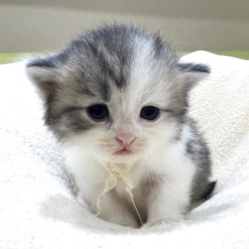 ミヌエット(長足)【岐阜県・男の子・2025年10月3日・シルバータビーホワイト(ロング)】の写真「将来有望💕」