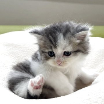 ミヌエット(長足)【岐阜県・男の子・2025年10月3日・シルバータビーホワイト（ロング）】の写真「将来有望💕」