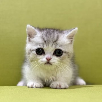 ミヌエット(短足)【岐阜県・男の子・2025年2月27日・シルバータビーホワイト（ショート）】の写真「極短足💫」