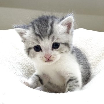 ミヌエット(長足)【岐阜県・男の子・2025年10月3日・シルバータビーホワイト(ショート)】の写真「将来有望💕」