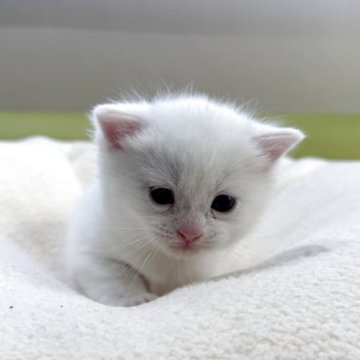 マンチカン(長足)【岐阜県・男の子・2025年10月27日・ホワイト（ショート）】の写真「魅惑のホワイト💕」