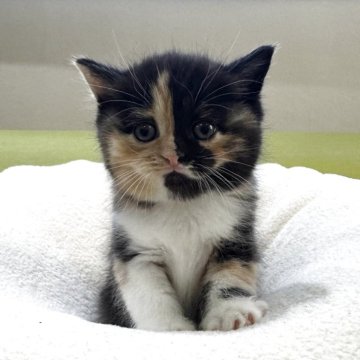 ミヌエット(長足)【岐阜県・女の子・2025年10月18日・ブラウンパッチドタビーホワイト（ショート）】の写真「左右カラー個性的🩷」