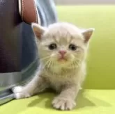 ミヌエット(長足)